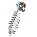 3D Dinosaur Skeleton Costume Set for Children